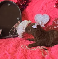 Rosie, a female Poodle - Toy  for sale in Kit Carson, CO – Photo 7 of 9