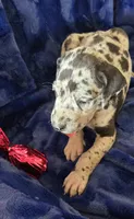 Zeus, a male Great Dane for sale in Kit Carson, CO – 5 of 10