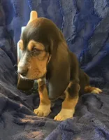 Fred, a male Basset Hound for sale in Kit Carson, CO – 4 of 7