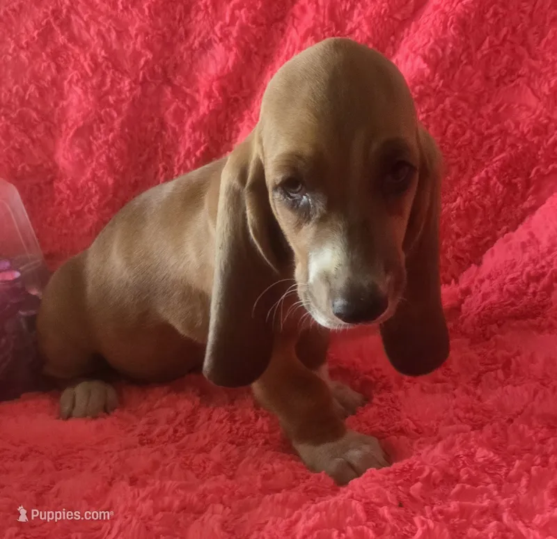 Ruby – Basset Hound puppy for sale in Kit Carson, CO