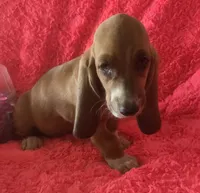 Ruby, a female Basset Hound for sale in Kit Carson, CO – 1 of 9