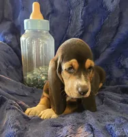 Fred, a male Basset Hound for sale in Kit Carson, CO – 5 of 7