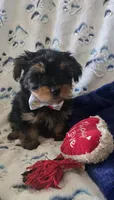 Fonzi, a male Yorkshire Terrier for sale in Kit Carson, CO – 5 of 10