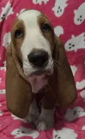 Dolly, a female Basset Hound for sale in Kit Carson, CO – 6 of 10