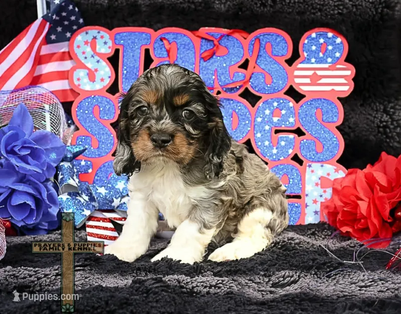 Baxter – Cocker Spaniel puppy for sale in Kit Carson, CO