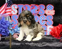 Baxter, a male Cocker Spaniel for sale in Kit Carson, CO – 1 of 7