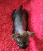 Schatzie, a female Miniature Schnauzer for sale in Kit Carson, CO – 10 of 10
