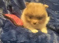 Rockit, a male Pomeranian for sale in Kit Carson, CO – 7 of 10