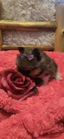 Gucci, a female Pomeranian for sale in Kit Carson, CO – 8 of 10