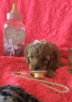 Hazel, a female Cockapoo for sale in Kit Carson, CO – 7 of 10