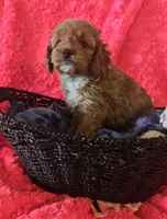 Daisy, a female Cockapoo for sale in Kit Carson, CO – 2 of 5