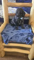 Teddy, a male Cockapoo for sale in Kit Carson, CO – 8 of 10