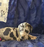 Atlas, a male Great Dane for sale in Kit Carson, CO – 5 of 10