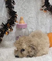 Tiffany, a female Poochon for sale in Kit Carson, CO – 9 of 10