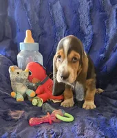 Hank, a male Basset Hound for sale in Kit Carson, CO – 8 of 9