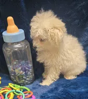 Antonio, a male Poodle - Toy  for sale in Kit Carson, CO – 5 of 6