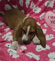 Sugar, a female Basset Hound for sale in Kit Carson, CO – 9 of 9