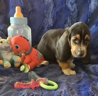 Winston, a male Basset Hound for sale in Kit Carson, CO – 7 of 7