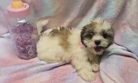 Boojie, a female Shichon for sale in Kit Carson, CO – 8 of 10
