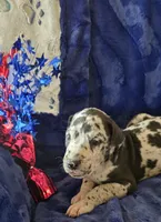 Zeus, a male Great Dane for sale in Kit Carson, CO – 10 of 10