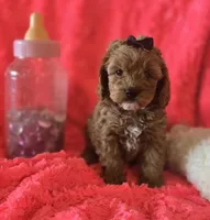 Molly, a female Cockapoo for sale in Kit Carson, CO – 2 of 10