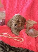 Hazel, a female Cockapoo for sale in Kit Carson, CO – 6 of 10