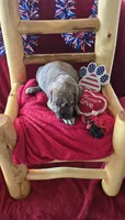 Dakota, a female Great Dane for sale in Kit Carson, CO – 6 of 10