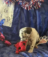 Goliath, a male Great Dane for sale in Kit Carson, CO – 2 of 10