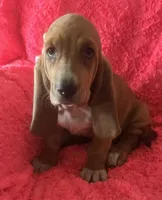 Dolly, a female Basset Hound for sale in Kit Carson, CO – 5 of 10