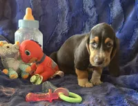 Winston, a male Basset Hound for sale in Kit Carson, CO – 6 of 7
