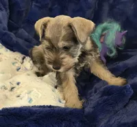 Gus, a male Miniature Schnauzer for sale in Kit Carson, CO – 7 of 10