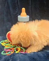 Alfredo, a male Poodle - Toy  for sale in Kit Carson, CO – 3 of 8