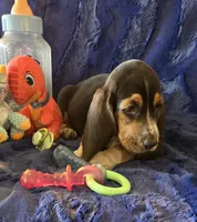 Winston, a male Basset Hound for sale in Kit Carson, CO – 4 of 7
