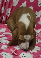 Dolly, a female Basset Hound for sale in Kit Carson, CO – 10 of 10