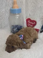 Romeo, a male Poodle - Toy  for sale in Kit Carson, CO – 6 of 7