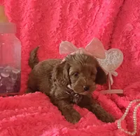 Winnie, a female Cockapoo for sale in Kit Carson, CO – 2 of 10