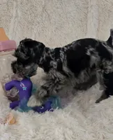 Roxy, a female Miniature Schnauzer for sale in Kit Carson, CO – 10 of 10