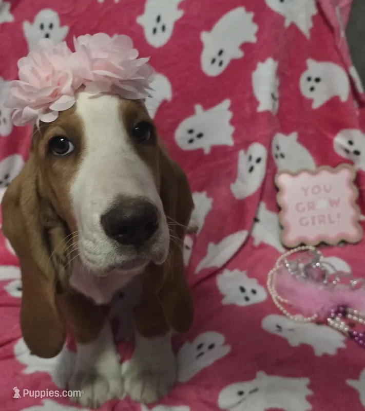 Dolly – Basset Hound puppy for sale in Kit Carson, CO