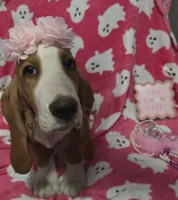 Dolly, a female Basset Hound for sale in Kit Carson, CO – 1 of 10