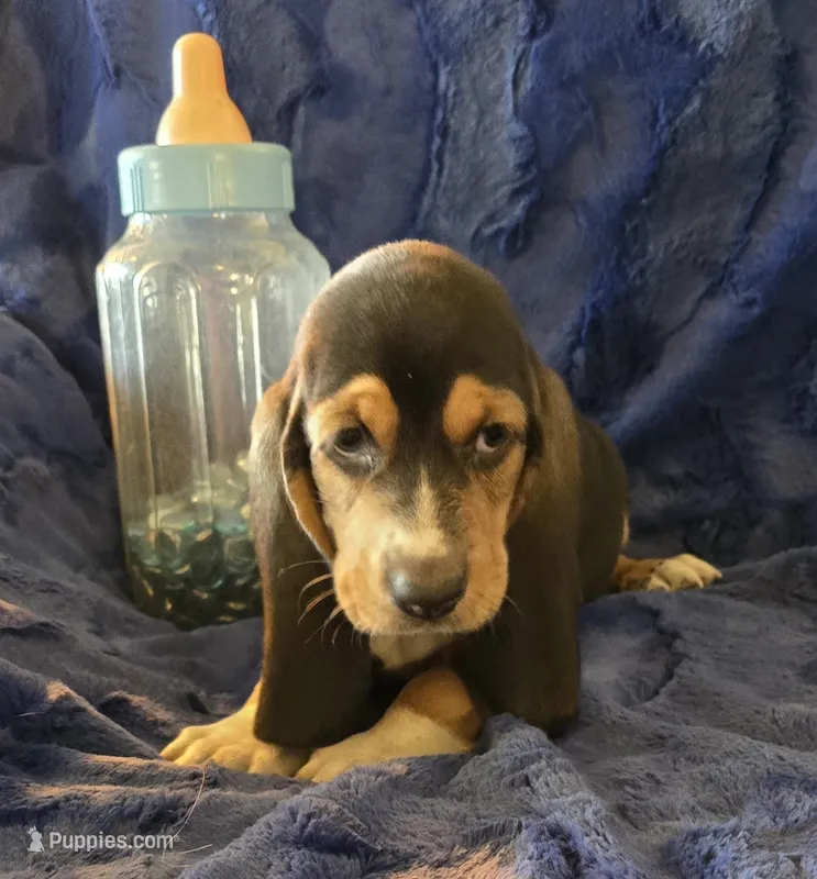 Fred – Basset Hound puppy for sale in Kit Carson, CO