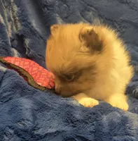 Rockit, a male Pomeranian for sale in Kit Carson, CO – 9 of 10