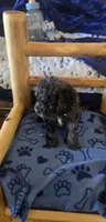 Teddy, a male Cockapoo for sale in Kit Carson, CO – 10 of 10