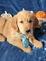 Harley, a male Golden Retriever for sale in Kit Carson, CO – 4 of 7