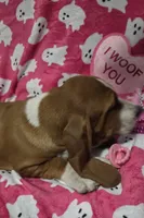 Sugar, a female Basset Hound for sale in Kit Carson, CO – 3 of 9