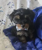 Fonzi, a male Yorkshire Terrier for sale in Kit Carson, CO – 7 of 10