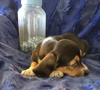 Fred, a male Basset Hound for sale in Kit Carson, CO – 6 of 7