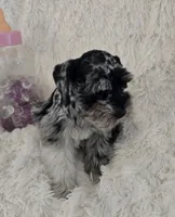 Roxy, a female Miniature Schnauzer for sale in Kit Carson, CO – 2 of 10