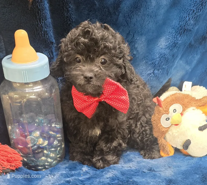 Franklin – Peekapoo puppy for sale in Kit Carson, CO