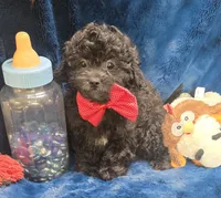 Franklin, a male Peekapoo for sale in Kit Carson, CO – 1 of 10