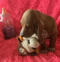 Dolly, a female Basset Hound for sale in Kit Carson, CO – 2 of 10